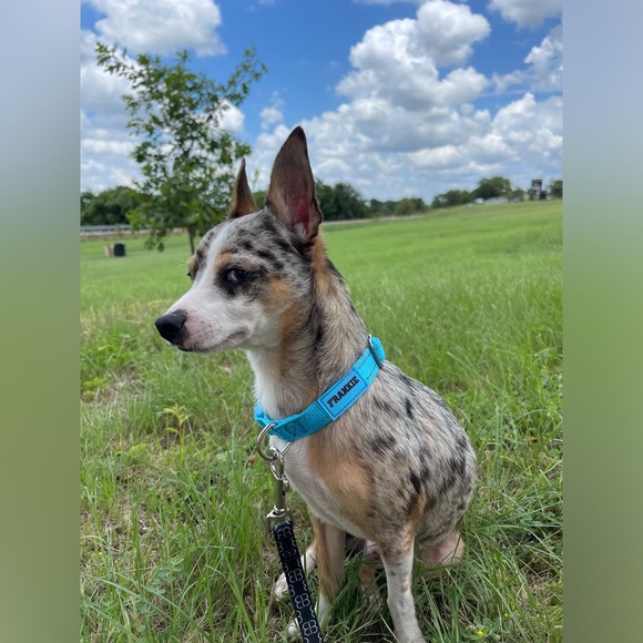 Meet the Posher - Picture 2 of 2